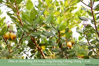 Hạt điều rang muối và hạt óc chó – Loại nào có nhiều dinh dưỡng hơn?