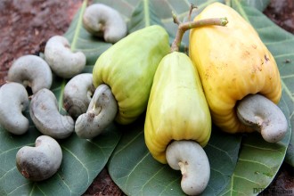 Mùa điều Bình Phước như thế nào – có kỳ lạ không? Mùa điều Bình Phước như thế nào – có kỳ lạ không?