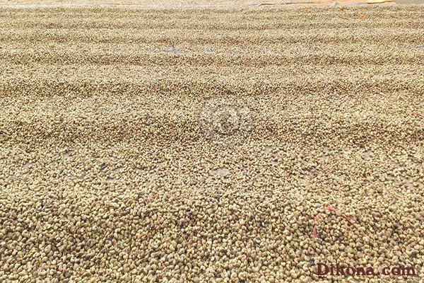 Hạt điều rang muối giá bao nhiêu