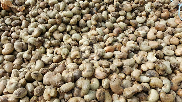 Giá hạt điều thô