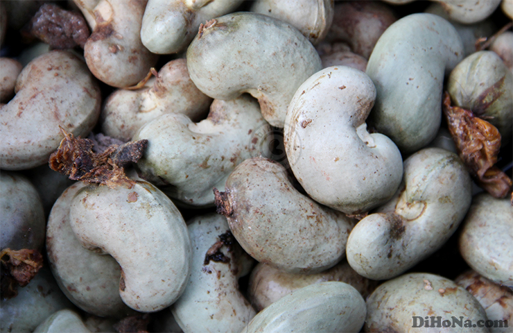 Hạt điều Bình Phước - khi nào được gọi tên đúng? Hạt điều Bình Phước - khi nào được gọi tên đúng?