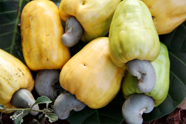 Hạt điều có khi nào - cách phân biệt các loại? Hạt điều có khi nào - cách phân biệt các loại?