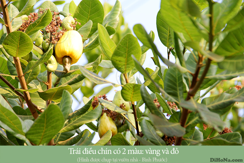 hạt điều rang muối Bình Phước hat-dieu-rang-muoi-binh-phuoc