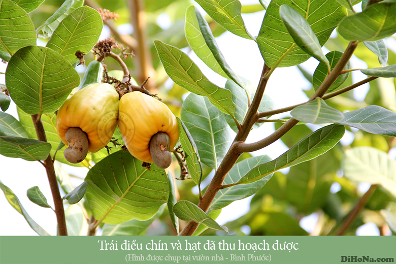 Hạt điều rang muối Bình Phước Hạt điều rang muối Bình Phước