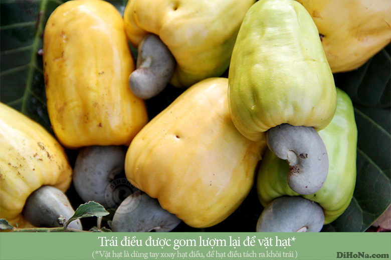 Mùa điều Bình Phước