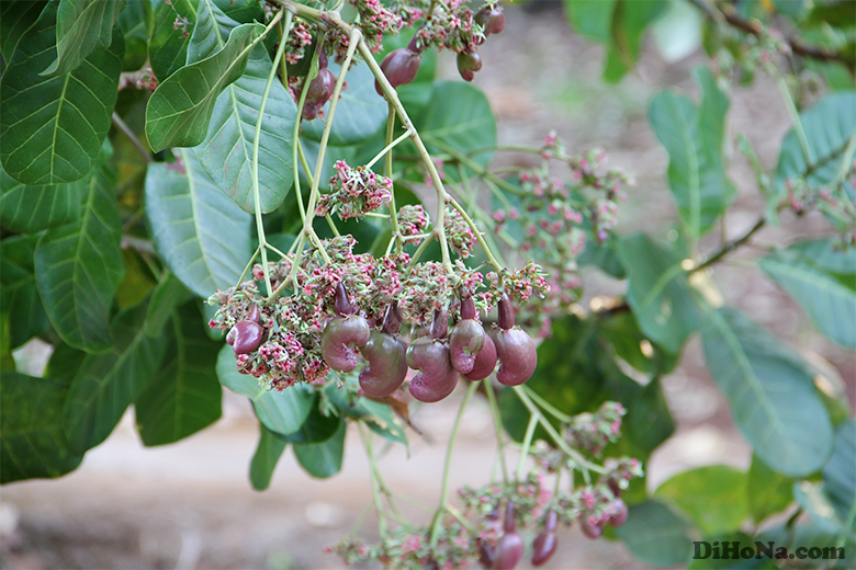 Mùa điều Bình Phước