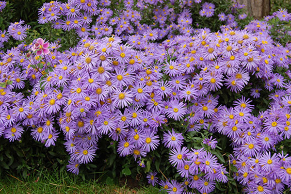 mua-qua-gi-cho-nguoi-nuoc-ngoai