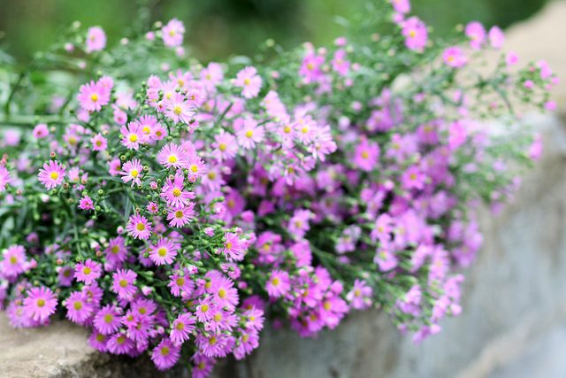 Quà tặng Việt Nam cho người nước ngoài