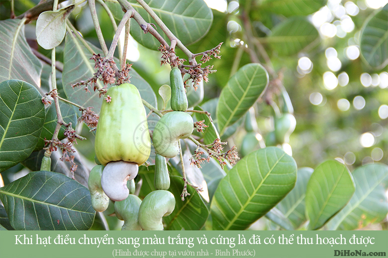 hạt điều rang muối vỏ lụa